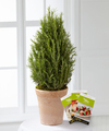 FTD Rosemary Riches Tree by Better Homes and Gardens  -  FedEx