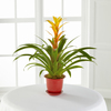 Better Homes and Gardens Summer Escape Bromeliad Plant  -  FedEx