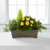 FTD Sunny Silhouettes Windowbox - FedEx FTD Sunny Silhouettes Windowbox - FedEx