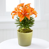 FTD Orange Appeal Autumn Lily Plant - FedEx FTD Orange Appeal Autumn Lily Plant - FedEx