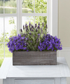 Purple in Bloom Windowbox by Better Homes and Gardens  -  FedEx