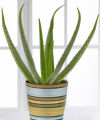 Better Homes and Gardens Soothing Aloe Plant  -  FedEx