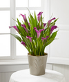FTD Autumn Spice Calla Lily Plant - FedEx FTD Autumn Spice Calla Lily Plant - FedEx