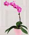 Pink Orchid  -  FedEx