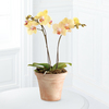 Golden Discovery Orchid  -  FedEx