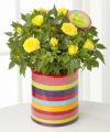 Birthday Blooms Mini Rose  -  FedEx