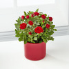 Lasting Love Valentine Mini Rose  -  FedEx