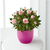 Sweetheart Pink Valentine Mini Rose  -  FedEx