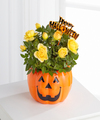 Halloween Happiness Mini Rose Plant - FedEx Halloween Happiness Mini Rose Plant - FedEx