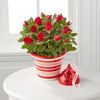 Sweet Kisses Valentine Mini Rose and Hershey Big Kiss  -  FedEx