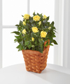 Lighthearted Moments Mini Rose Plant - FedEx Lighthearted Moments Mini Rose Plant - FedEx