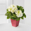 Sparkling Sentiments Valentine Hydrangea Plant  -  FedEx