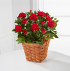 Crimson Crush Mini Rose - FedEx Crimson Crush Mini Rose - FedEx