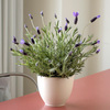 Lovely Lavender in Vanilla Glazed Ceramic Pot  -  FedEx