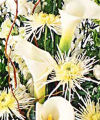 FTD  Florist Designed Sympathy  -  Intl