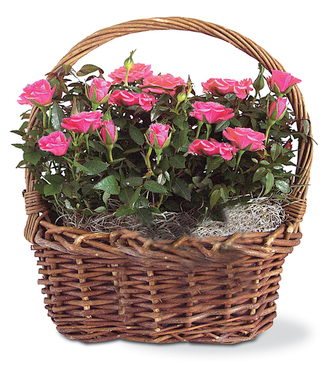 ROSE GARDEN BASKET - FedEx