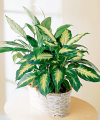 Large Diffenbachia