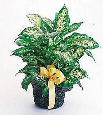 Diffenbachia Basket