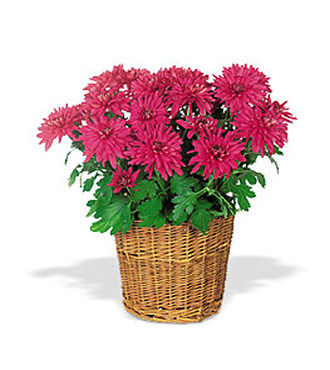 Chrysanthemum Basket