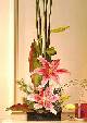 Stargazer Lilies