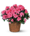 Azalea Basket