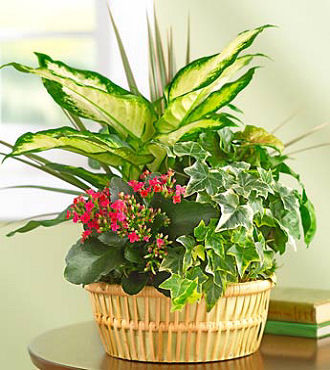 Contemporary Dish Garden