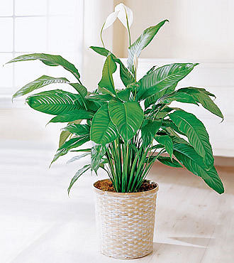 Peace Lily in Basket